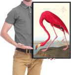 Wieco Art Framed Canvas Print Wall Art American flamingo by John James Audubon The Birds of America Reproductions Art Print for Living Room Bedroom Home Kitchen Decorations