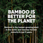 Save Trees Bamboo Facial Tissues - 12 Boxes of Eco-Friendly, 3-Ply Hypoallergenic Tissues, 90 Sheets per Box, FSC Certified, Plastic-Free Packaging, Soft & Gentle for Home Use