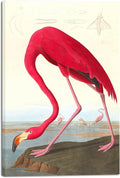 Wieco Art Canvas Print Wall Art American flamingo by John James Audubon The Birds of America Reproductions Art Print Picture Artwork for Living Room Bedroom Home Kitchen Decorations