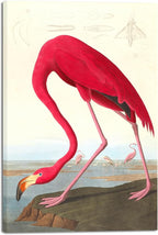 Wieco Art Canvas Print Wall Art American flamingo by John James Audubon The Birds of America Reproductions Art Print Picture Artwork for Living Room Bedroom Home Kitchen Decorations