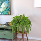 Hollyone Artificial Fern Plants in White Pot 25.5" Medium Artificial Boston Fern 31 Leaves for Outdoors & Indoor Faux Potted Plants Fake Ferns Bush Plant Patio Garden Farmhouse Porch Home Decor Green