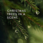 Thymes Frasier Fir Gilded Gold 3-Wick Candle - Scented Candle with a Crisp Just-Cut Forest Fragrance - Luxury Home Fragrance - Elegant Holiday Candle - Gold Jar Candle (17 oz)