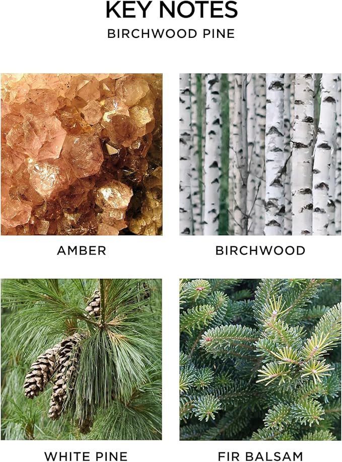 NEST New York Scented Classic Christmas Tree Candle, Birchwood Pine - 8.1 oz - Up to 60-Hour Burn Time - Reusable Glass Vessel