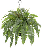 Artificial Fern Hanging Basket Plant 25" Boston Ferns 31 Leaves Greenery Plants with Rattan Pot for Outdoors & Indoor Fake Fern Bush Plant in Pot for Patio Entrance Porch Garden Decor Dusty Green