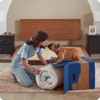 Sealy Dreamlife 8” Foam Mattress-in-a-Box, Queen, SealyComfort Gel Memory Foam, Surface-Guard Technology, Breathable Comfort