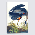 Wieco Art Canvas Print Wall Art Great Blue Heron by John James Audubon Vintage Poster Birds of America Antique Bird Illustration Wall Art for Living Room Home Kitchen Decorations